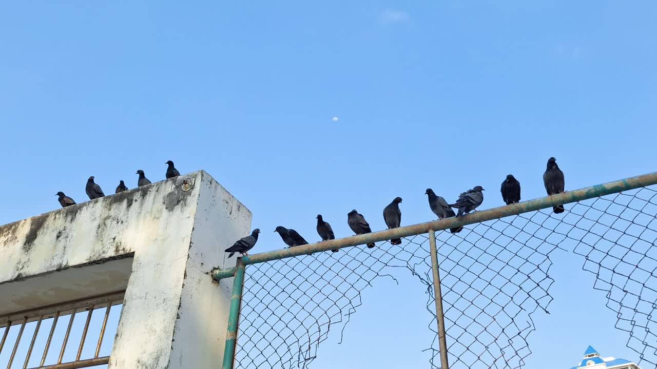 A group of pigeons perched on a fence, resting under a clear sky with a full moon