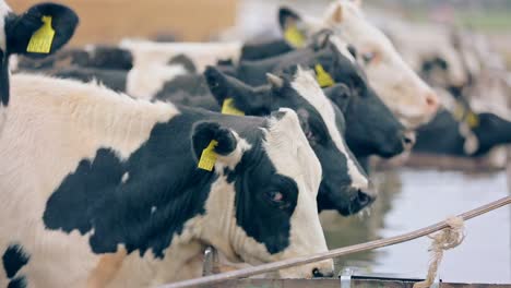 Cows-drinking-water-on-dairy-farm.-Cattle-drinking-water