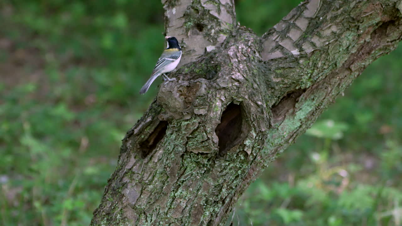 pájaro tit japonés trayendo un gusano a su nido en el hueco del árbol