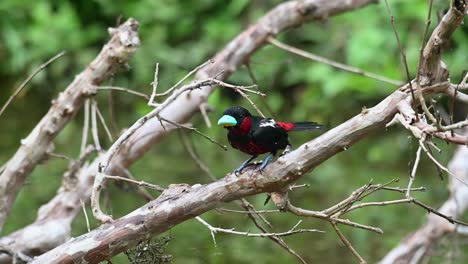 mojado por un baño rápido, sacude sus plumas y mira a su alrededor