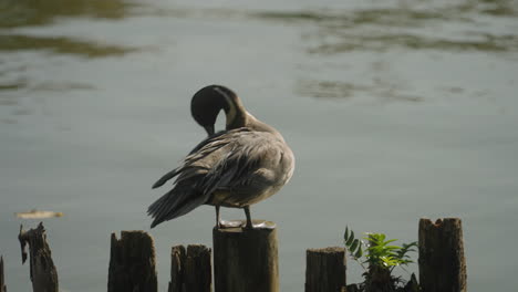 male northern pintail duck perching on wooden post while preening and cleaning feathers in summer