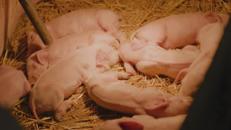 baby pigs sleeping in hay