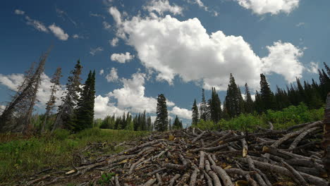 logs dispersed throughout the coniferous woodland - timelapse
