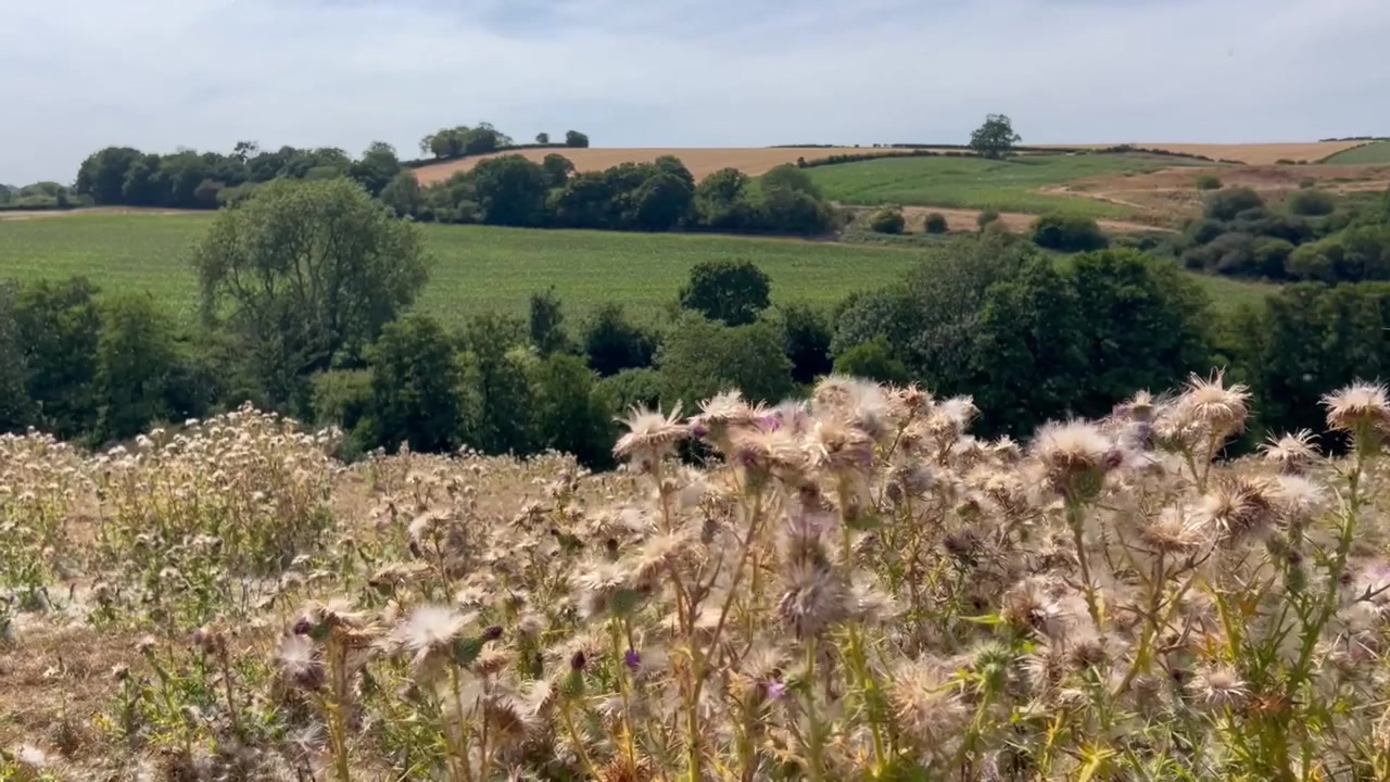 Thistledown blowing in the wind.