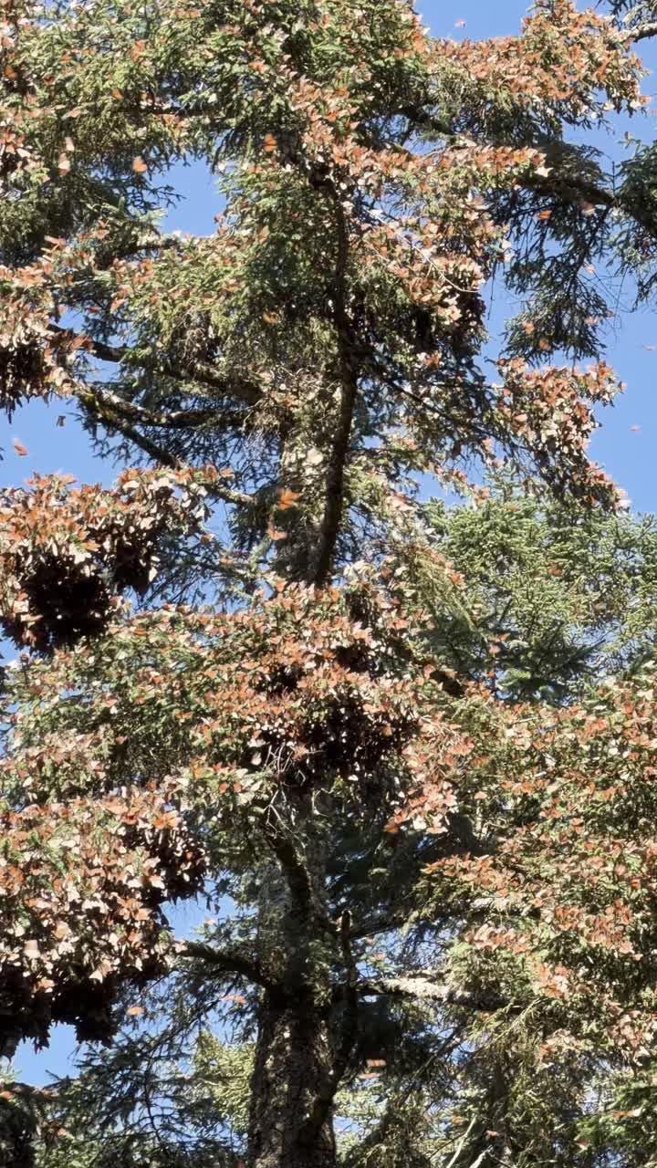 Le farfalle monarca nella foresta messicana creano una scena vibrante e serena