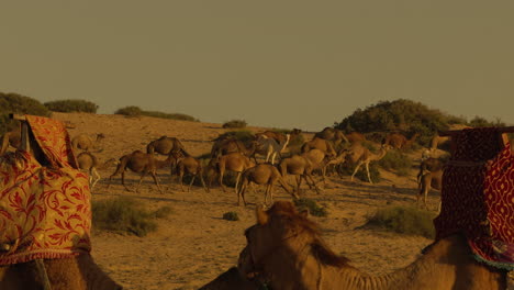 camels in the desert