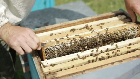 a man takes a honeycomb from a hive. human takes a honeycomb with bees from a hive