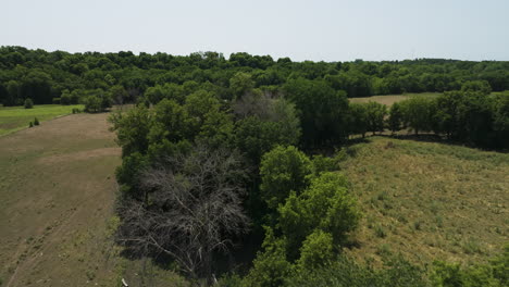 flying above lush green trees and fields in spring near oronoco in minnesota, usa