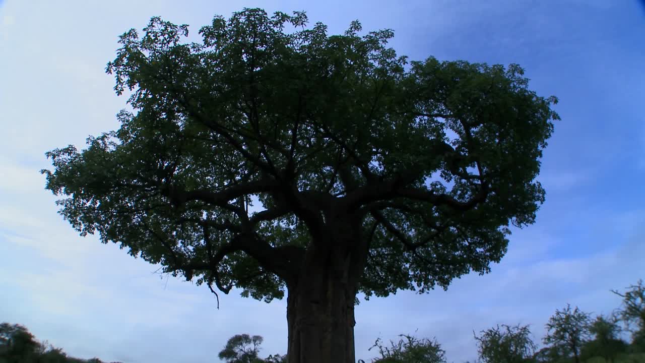 탄자니아 타랑기레 공원의 장엄한 바오밥 나무 위로 움직이는 구름의 저속 촬영