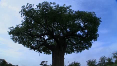 time laspse shot of clouds moving over a majestic baobab tree in tarangire park tanzania