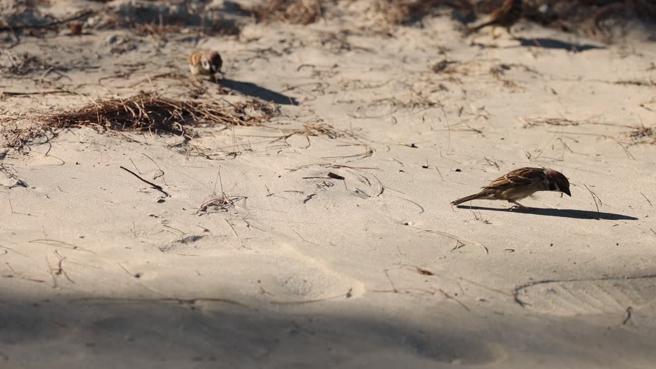 집의 거북이들이 먹이를 찾기 위해 뛰어다니고 있습니다.