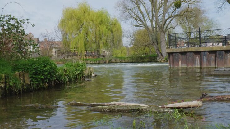 Panoramica di un fiume con tronchi nell'acqua e salici sulle sponde erbose, Inghilterra.