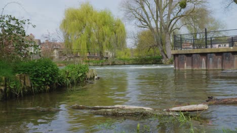 pan a través del río con troncos en el agua y sauces en las orillas de los ríos de hierba, inglaterra