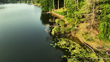 Panning-around-a-falling-tree-on-a-lake