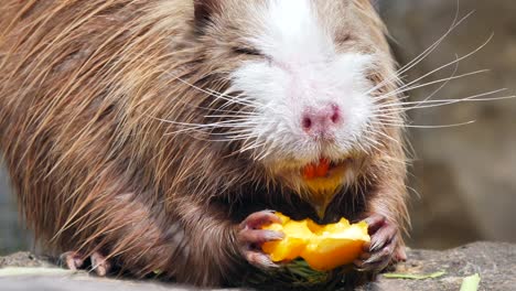 un castor marrón come una fruta