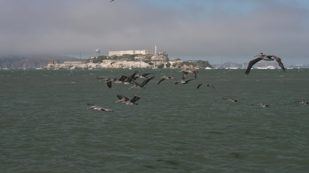A flock of pelicans fly in front of Alcatraz Island in San Francisco Bay on a windy day