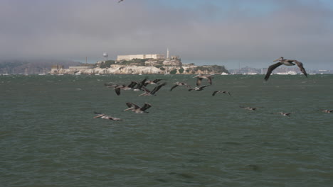 a flock of pelicans fly in front of alcatraz island in san francisco bay on a windy day