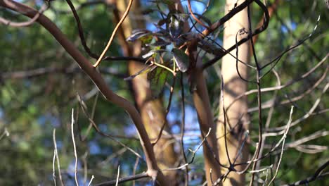 árbol-De-Madroño,-Arbutus-Menzeisii-En-La-Isla-De-Vancouver,-Canadá