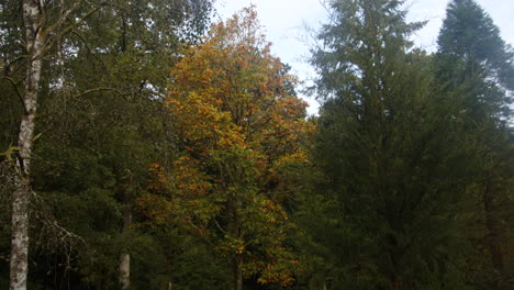 tiro extra ancho de un árbol con hojas de otoño en el arboreto de blackwater