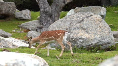 Whitetail-deer-fawn-with-spots-walking-in-mountains-forest