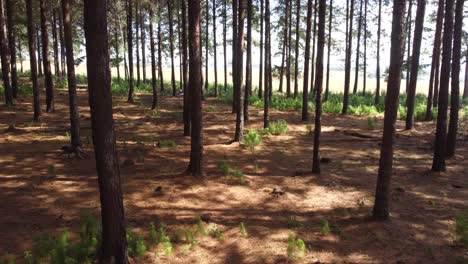 a lone baboon walks through a forest in africa