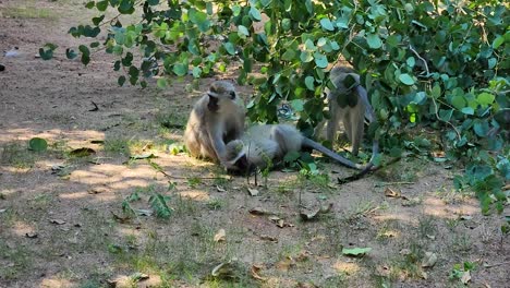 vervet monkeys in a group playing and grooming each other