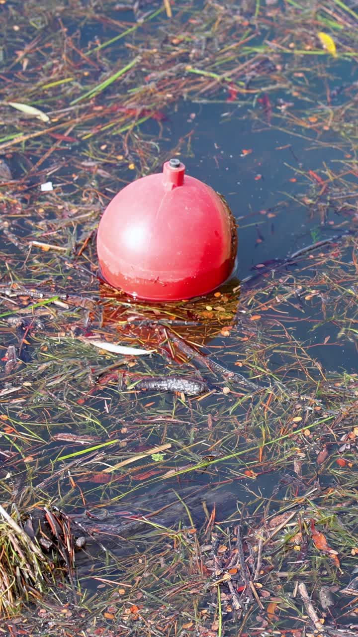 Red buoy drifts on calm lake water, surrounded by aquatic plants, under bright natural daylight