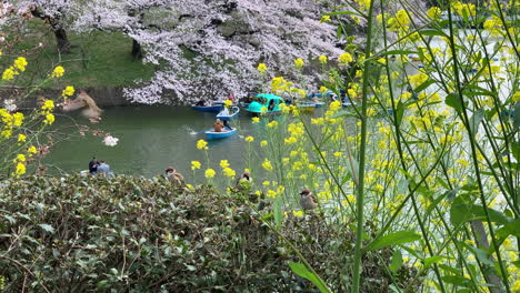 Kleine-Vögel-Fliegen-Und-Spielen-Auf-Den-Blättern-Der-Büsche