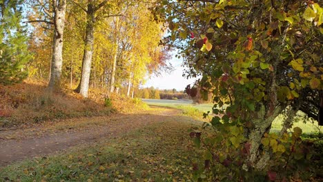 Las-Hojas-De-Otoño-Caen-Lentamente,-Colorido-Callejón-Rural,-Hermoso-Fondo-Estacional