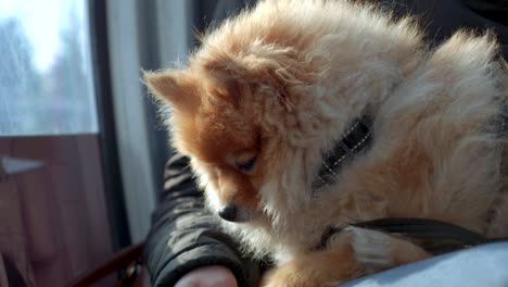 german spitz cold winter travel looking hand holding