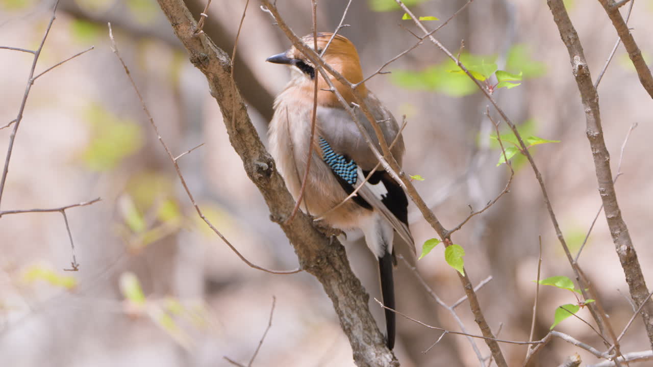 el jay eurasiático posado en un árbol