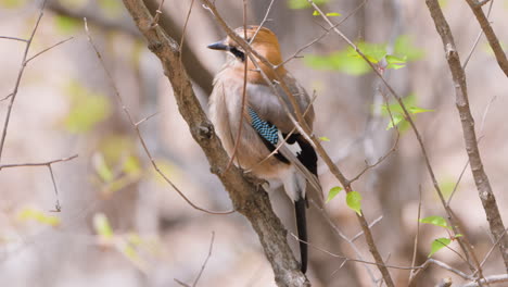 eurasian jay  perched on a tree