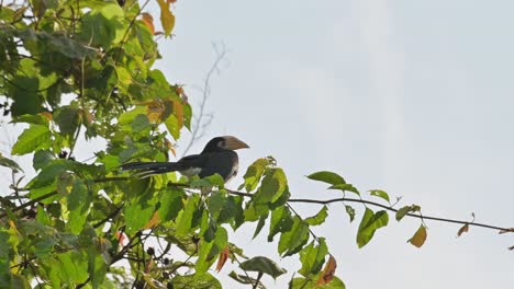 la cámara se aleja mostrando a este pájaro bañándose bajo el sol de la mañana en un parque nacional, oriental pied hornbill anthracoceros albirostris, tailandia