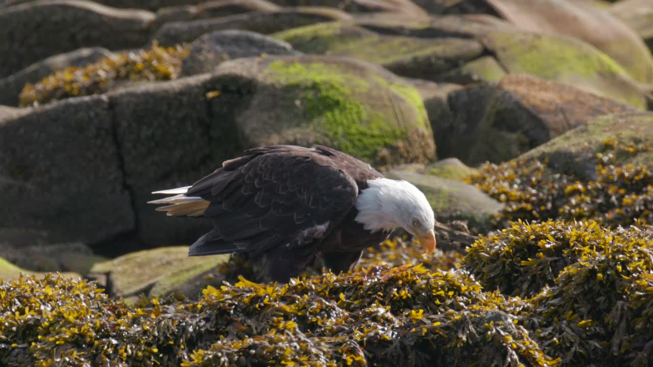águila calva comiendo algas verdes
