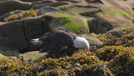 bald eagle eating on green seaweed