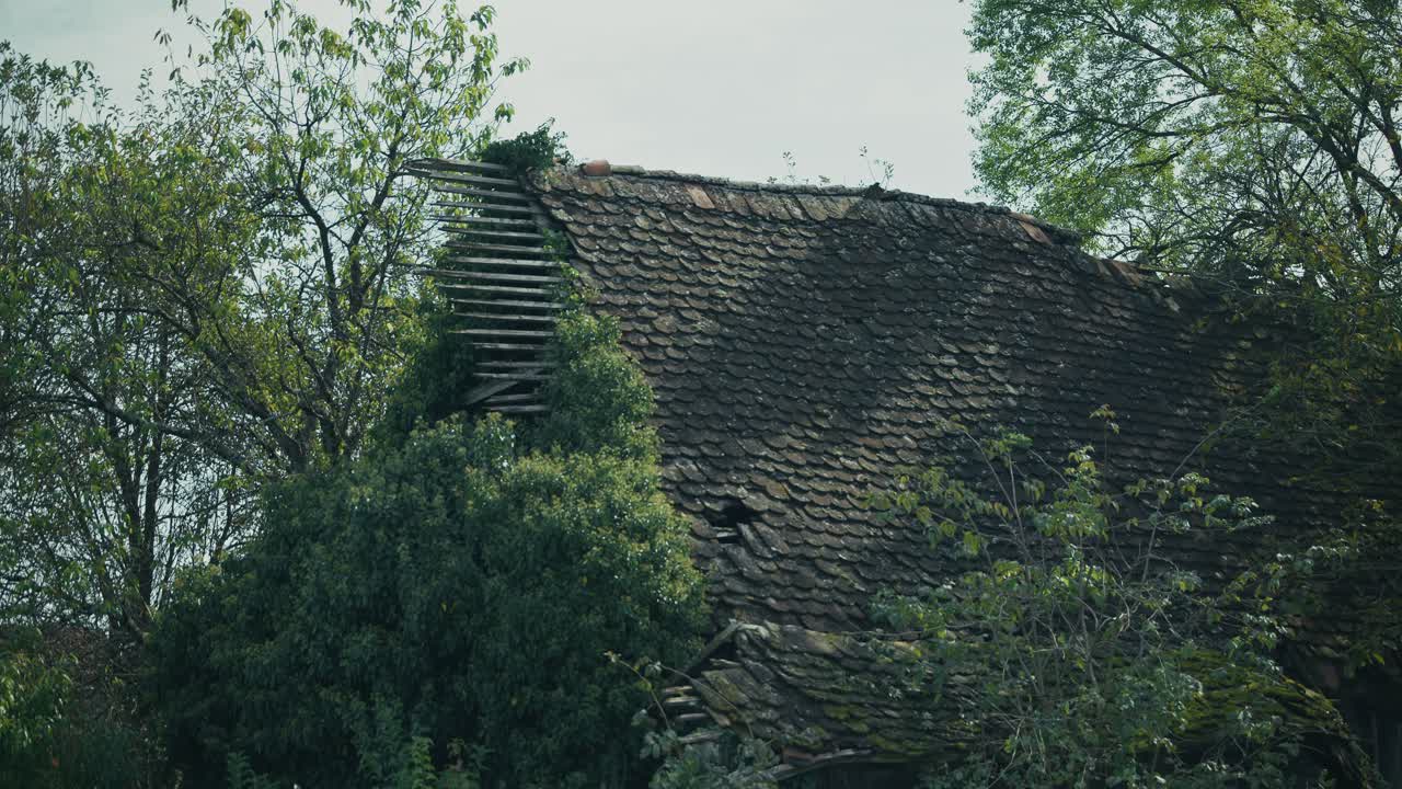 old wooden house with a collapsed roof, overgrown by vegetation in Lonjsko Polje