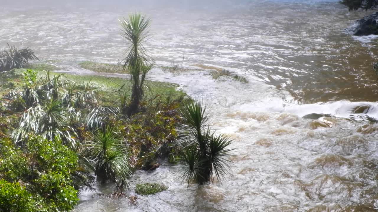 Flooded river water with native NZ flora and fauna plants in New Zealand Aotearoa