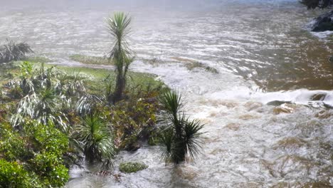 Agua-De-Río-Inundada-Con-Plantas-Nativas-De-Flora-Y-Fauna-De-Nueva-Zelanda-Aotearoa