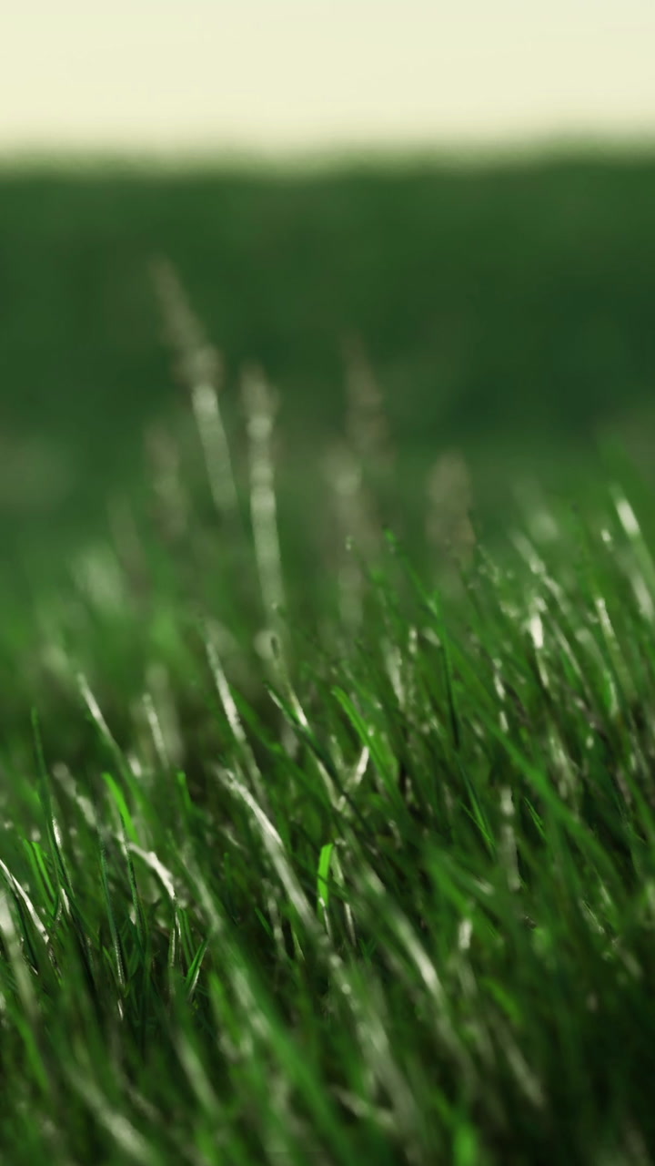 Bright green grass swaying in the wind during sunny afternoon in an open field