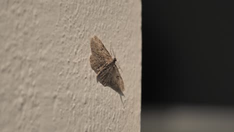 month sitting on wall at night