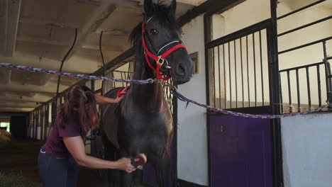 woman grooming a black horse in a stable