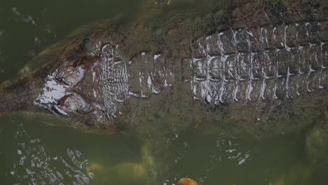 Gharial in Water