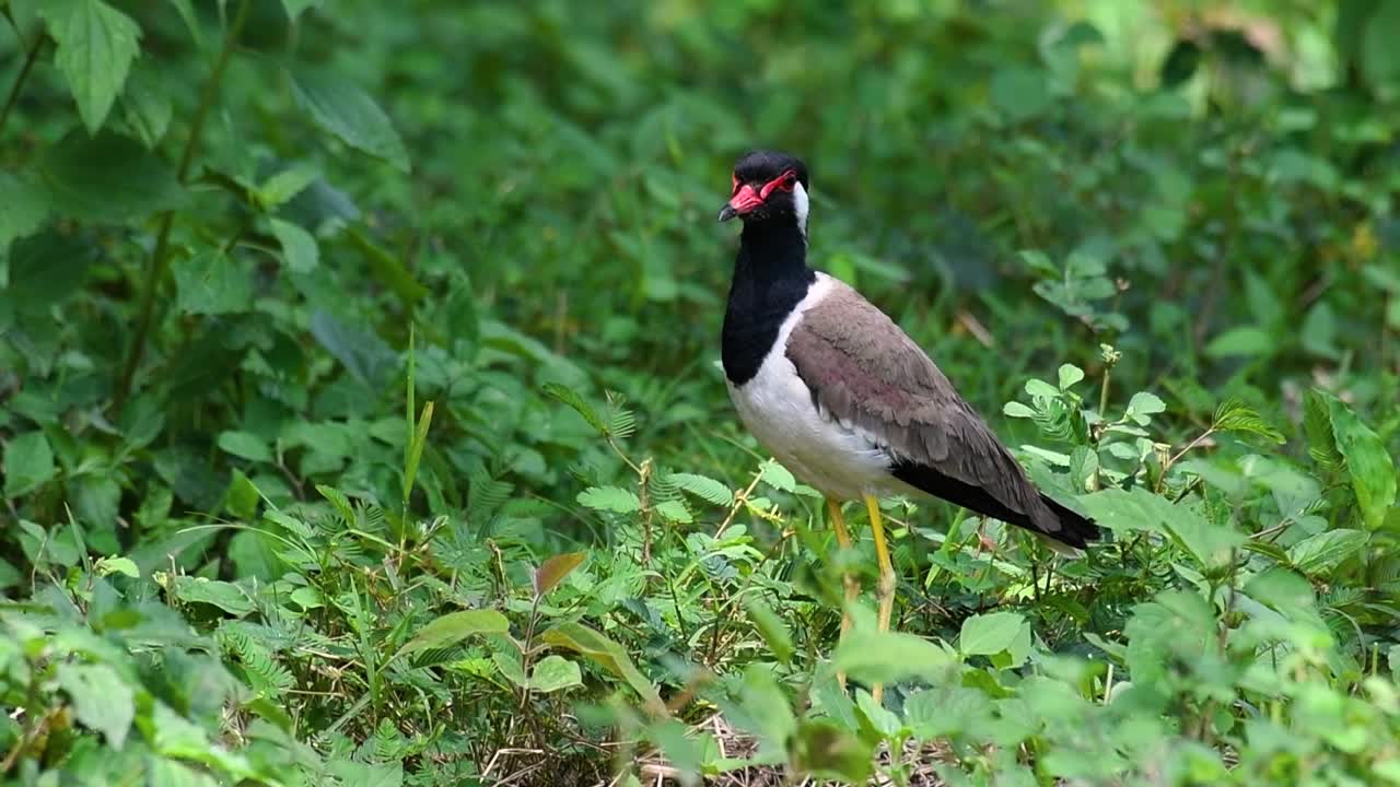 red-wattled lapwing은 태국에서 가장 흔한 새 중 하나입니다.