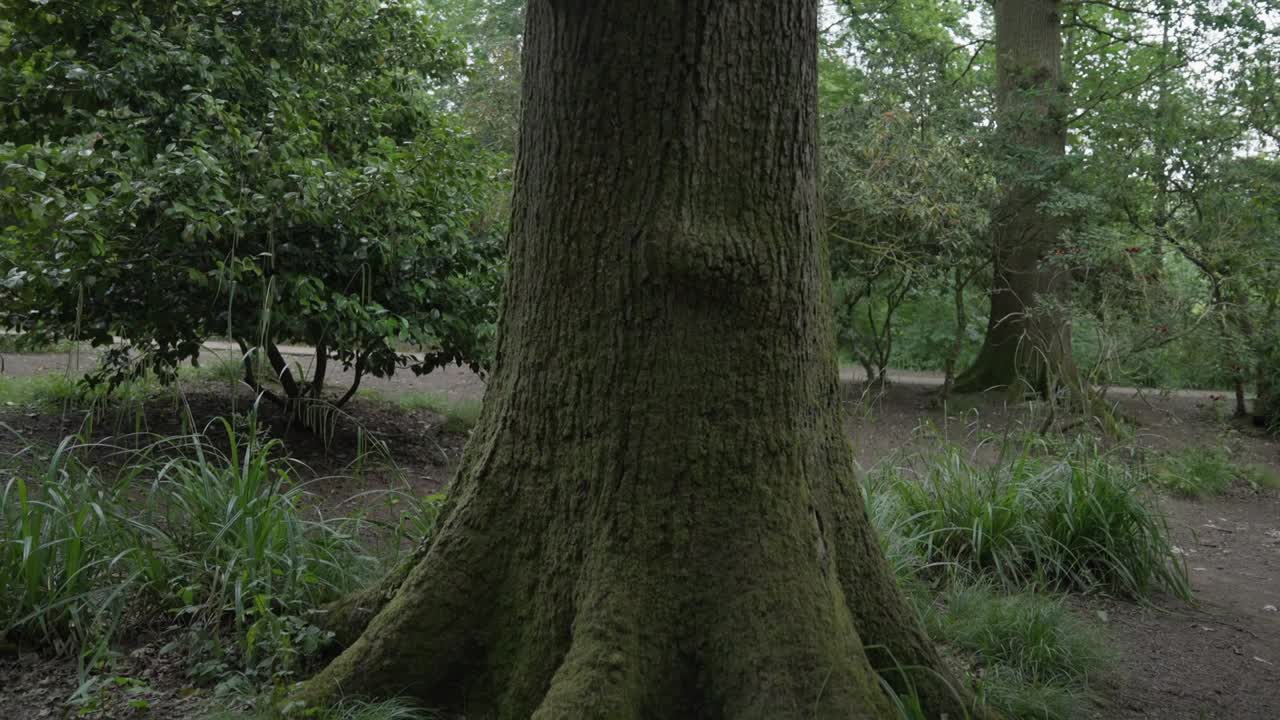 Gimbal shot orbiting a tree trunk in slow motion
