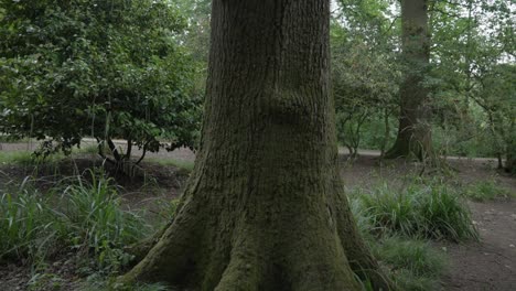 gimbal disparó orbitando un tronco de árbol en cámara lenta