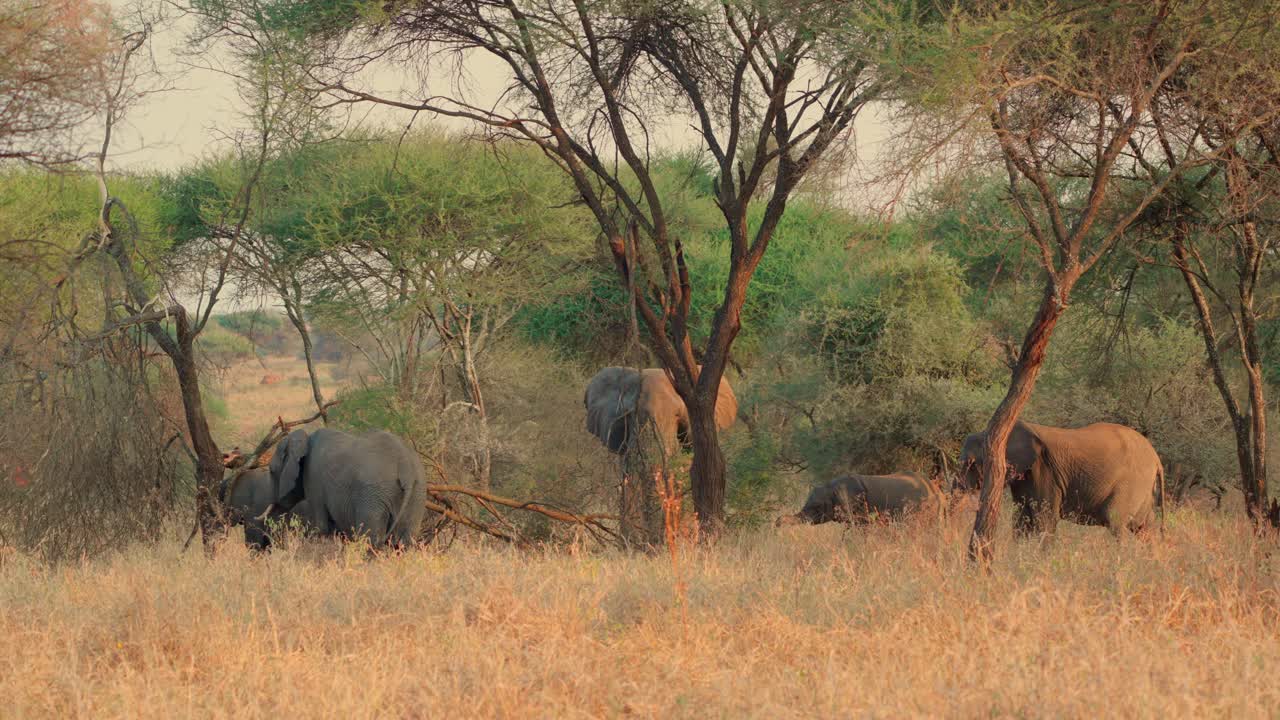 A male African elephant breaking branches from an acacia tree for a herd of females and calves feeding together in Tarangire National Park