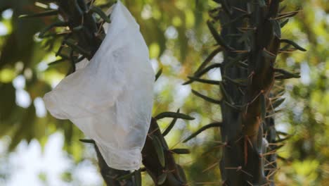 eine plastiktüte, die an einer im wind flatternden kaktuspflanze hängen geblieben ist