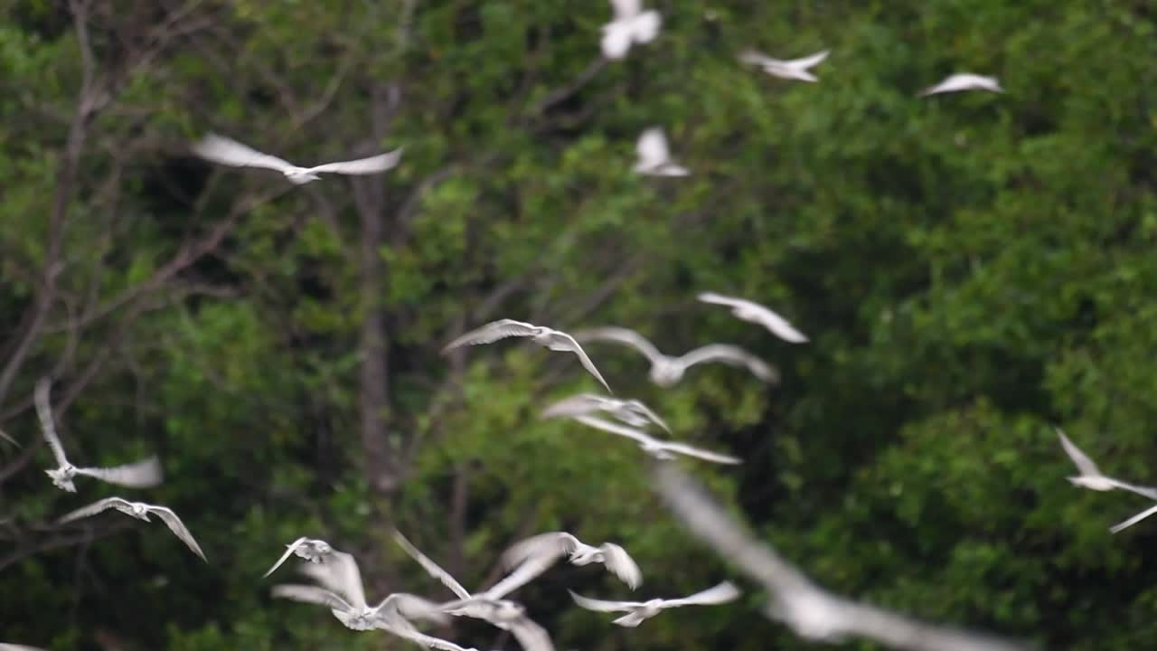 제비갈매기는 전 세계 바다, 강 및 기타 더 넓은 수역에서 볼 수 있는 바닷새입니다.