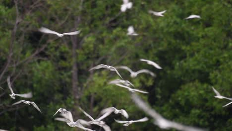 Terns-are-seabirds-that-can-be-found-all-throughout-the-world-at-sea,-rivers,-and-other-wider-bodies-of-water