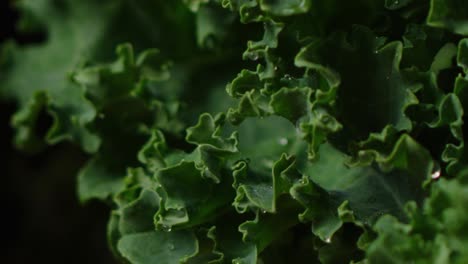 spraying water on lettuce salad leafs macro shot